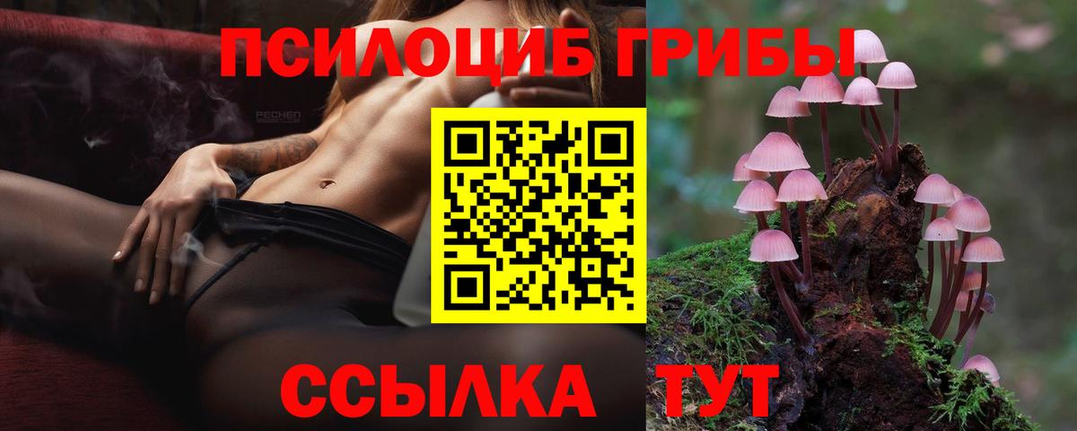 Галлюциногенные грибы Psilocybe Белгород